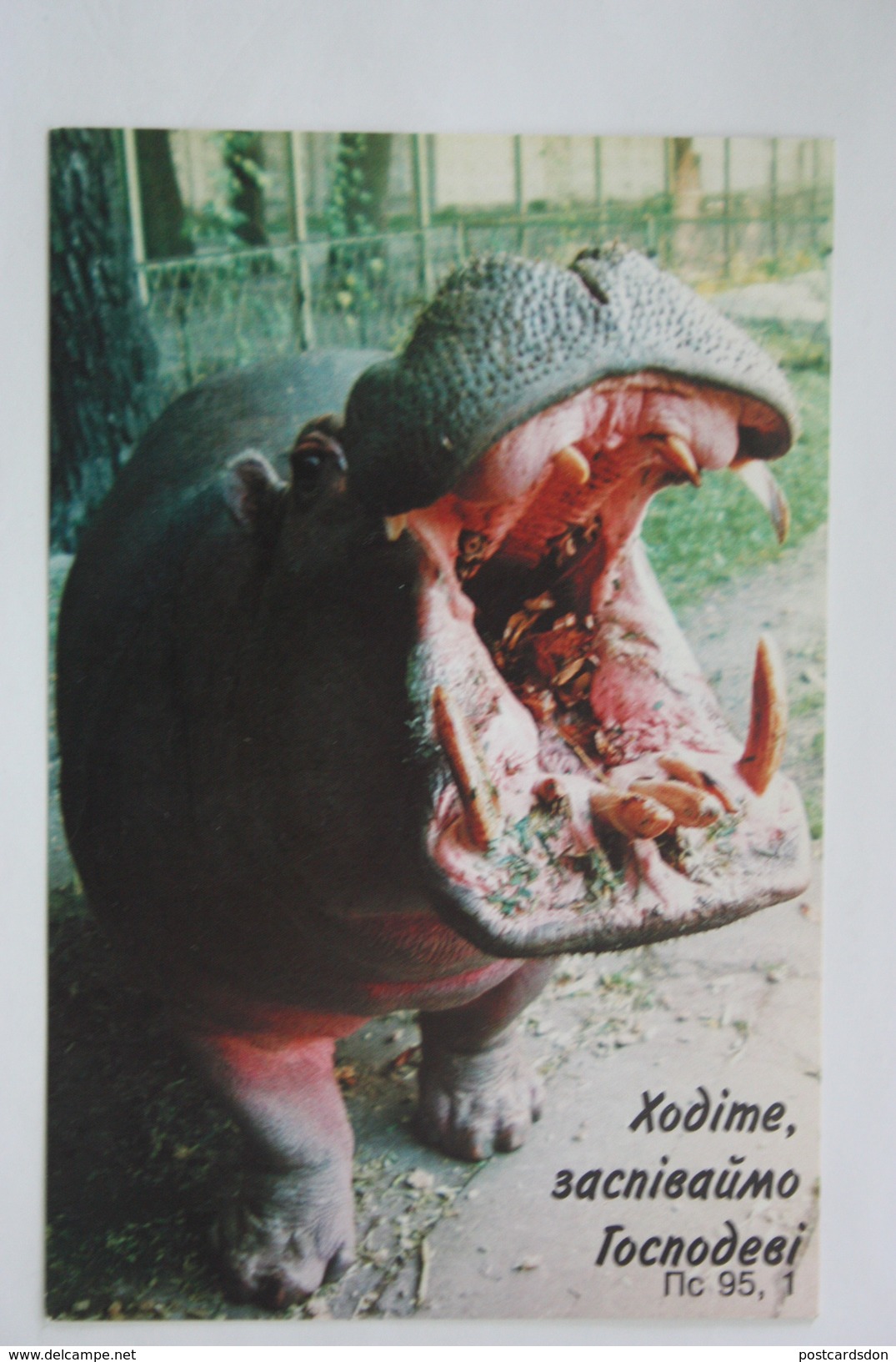 Hippo Shouting - Hippopotamus -  Old PC 1990s - Hippopotames