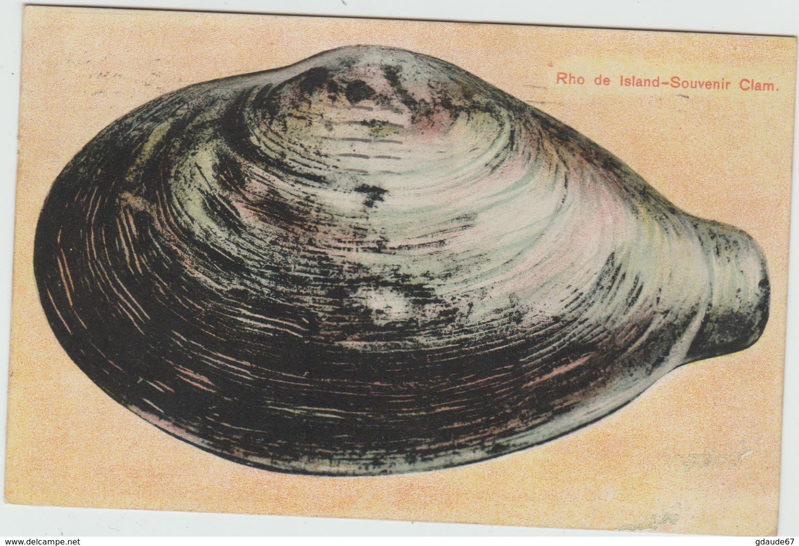 RHO DE ISLAND - SOUVENIR CLAM. - Islande