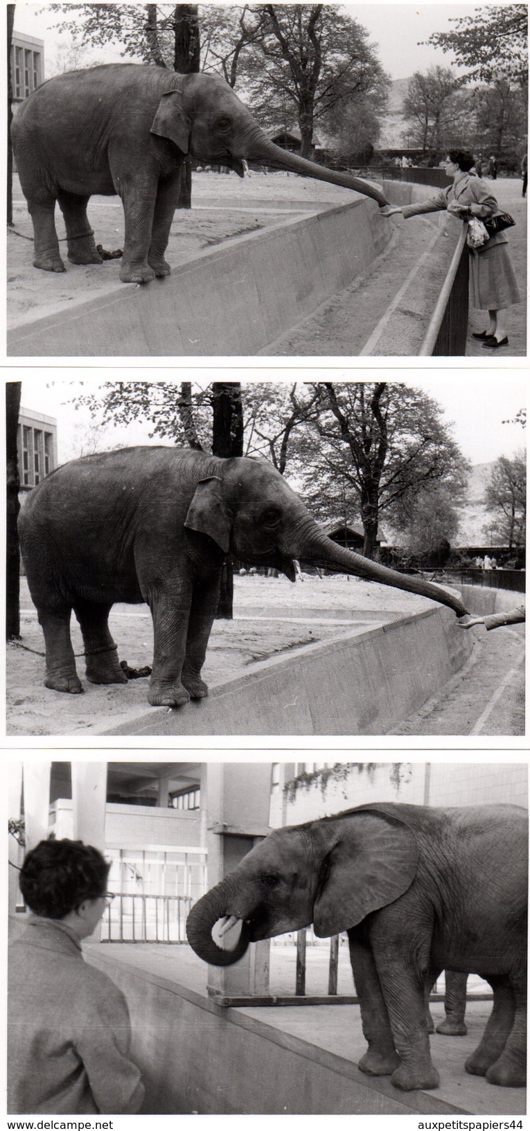 3 Photos Originales Animal De Zoo - Eléphant Venant Récupérer De La Nourriture Dans Une Main Féminine - Trompe Allongée - Personnes Identifiées