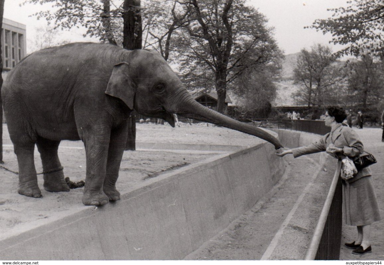 3 Photos Originales Animal De Zoo - Eléphant Venant Récupérer De La Nourriture Dans Une Main Féminine - Trompe Allongée - Personnes Identifiées