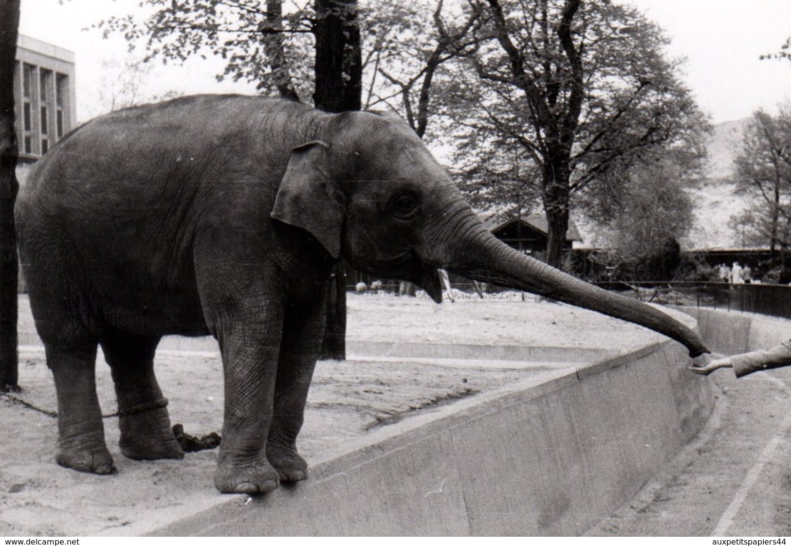 3 Photos Originales Animal De Zoo - Eléphant Venant Récupérer De La Nourriture Dans Une Main Féminine - Trompe Allongée - Personnes Identifiées