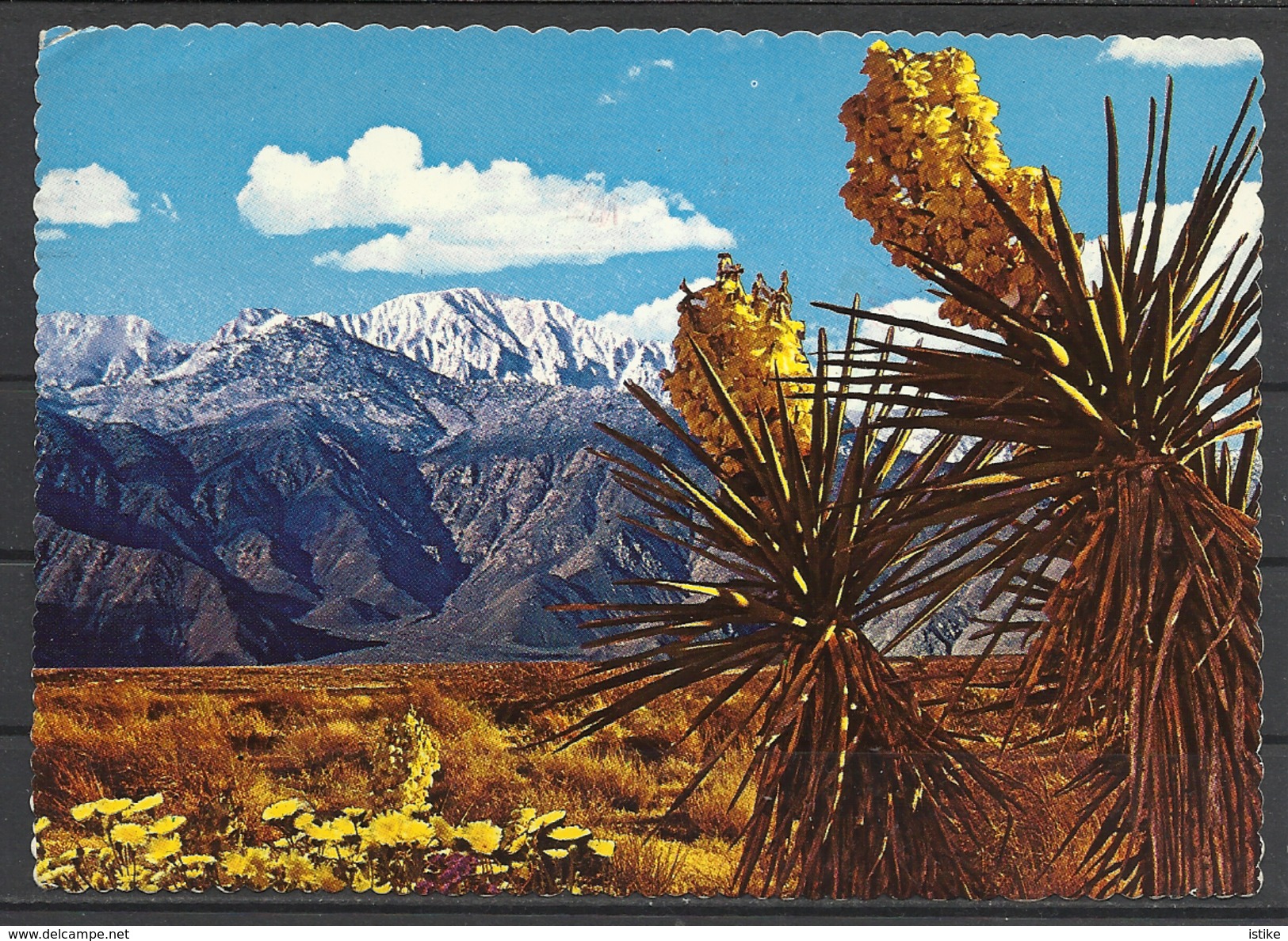 United States, California, Spanish Bayonet, 1982. - Cactusses