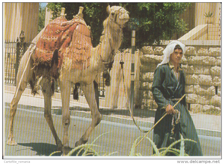 Islam Jerusalem Old City Street Scene Muslim Boy With His Camel In Typical Dresses - Unused - Azië