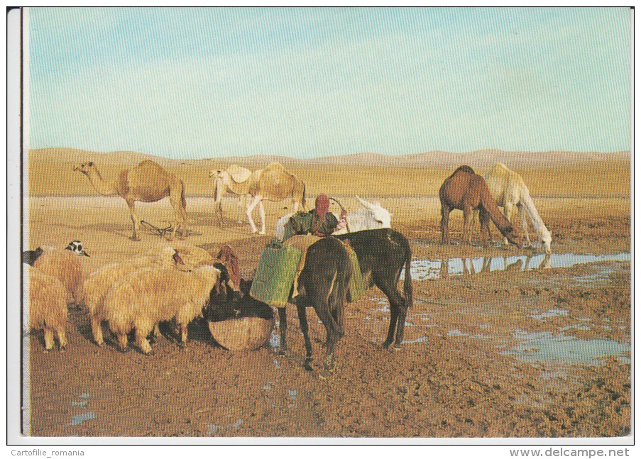 Israel Judean Desert Near The Well In The Desert Muslim People With The Camels And With The Sheeps On The Spring -unused - Azië