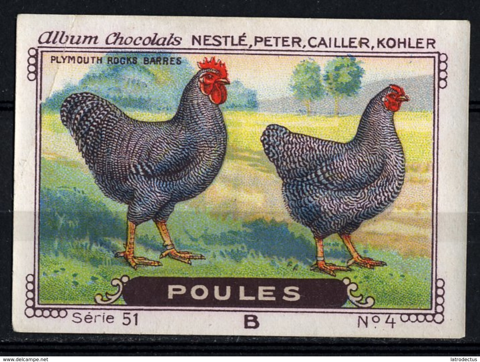 Nestlé - 51B - Poules, Chickens - 4 - Plymouth Rocks Barres - Nestlé