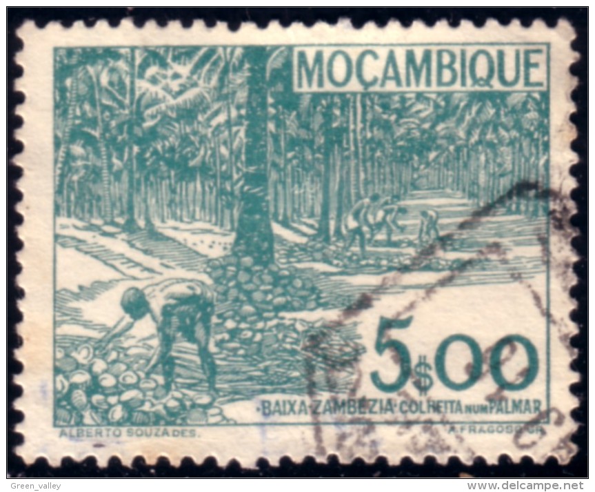 638 Mozambique Coconut Tree Noix Coco Cocotier MH * Neuf CH (M-MOZ-9) - Bäume