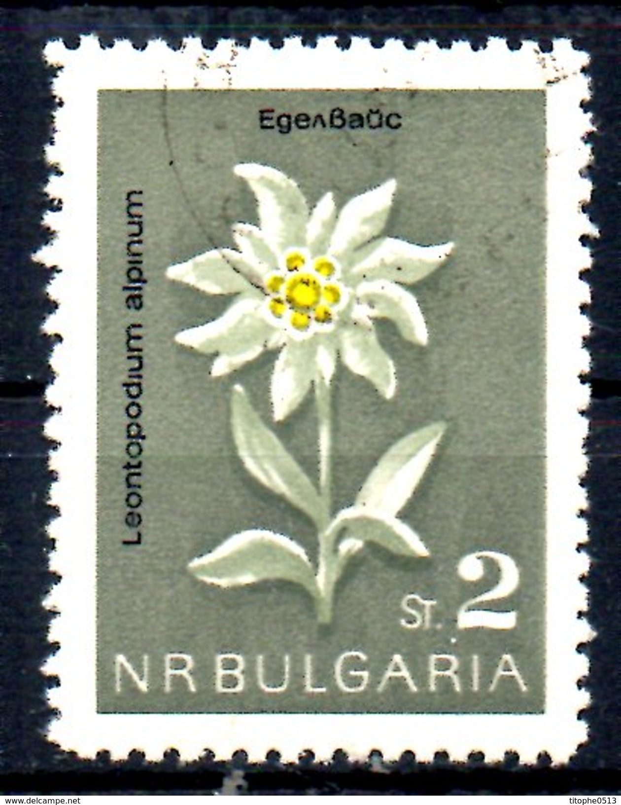 BULGARIE. N°1209 Oblitéré De 1963. Edelweiss. - Sonstige & Ohne Zuordnung