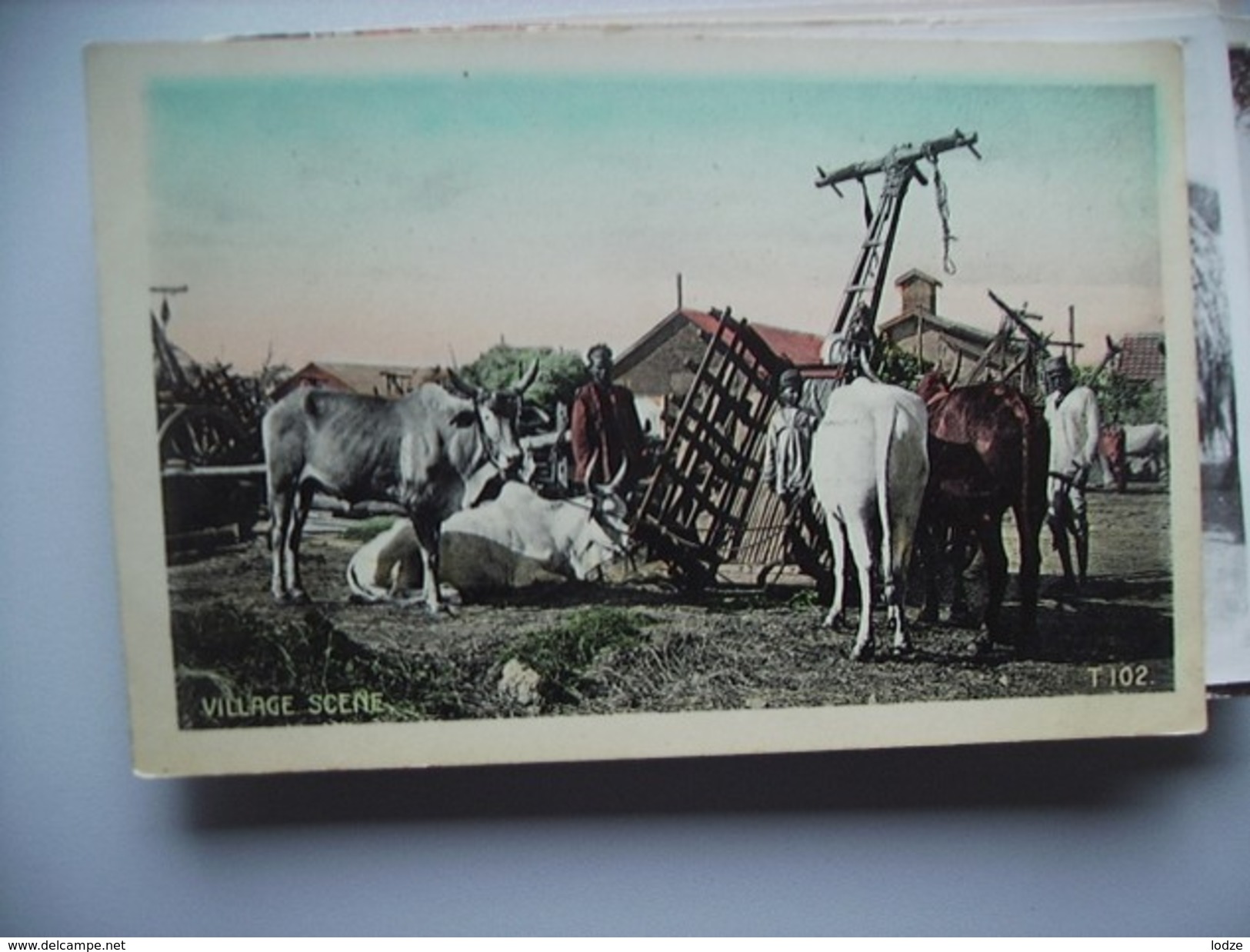 India Village Scene With Cattle - India