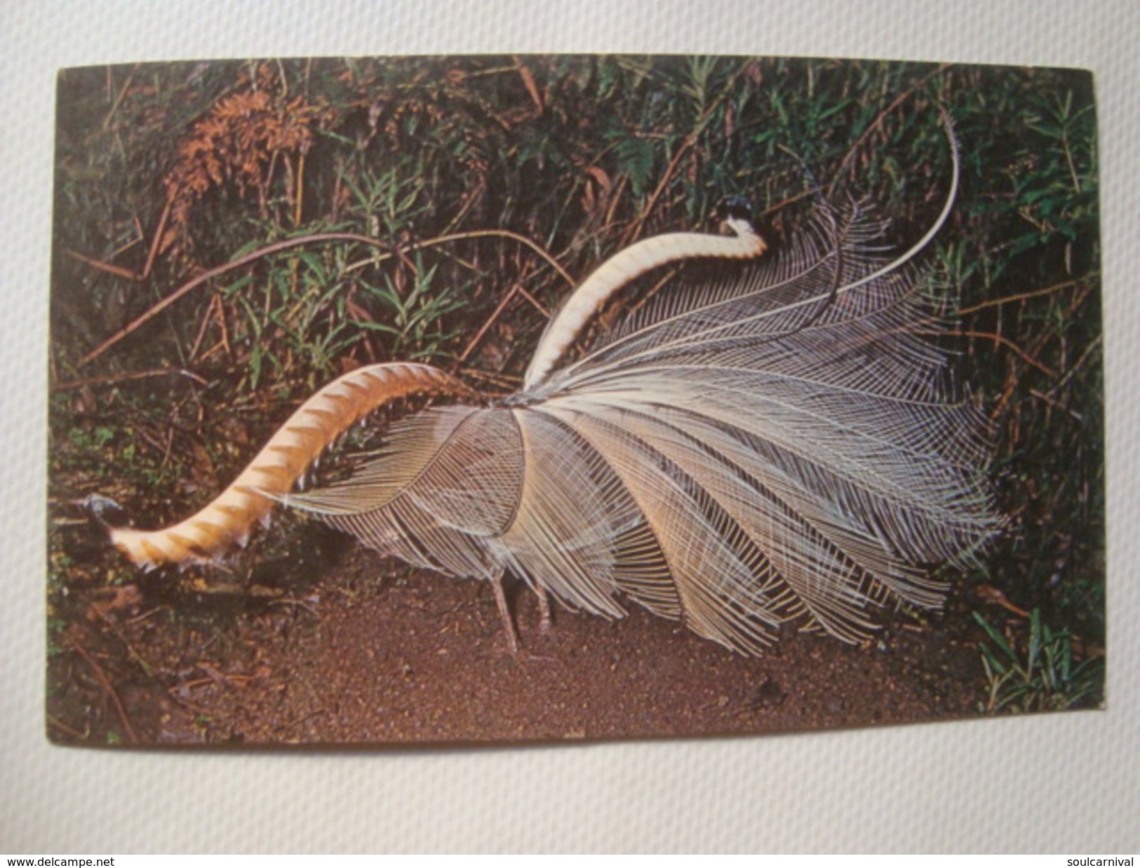 LYRE-BIRD - MURFETT AUSTRALIA - PLASTICHROME PHOTO LESLIE SMITH. - Pájaros