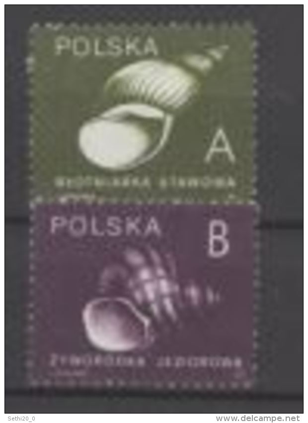 Pologne Shells Coquillages MNH - Muscheln