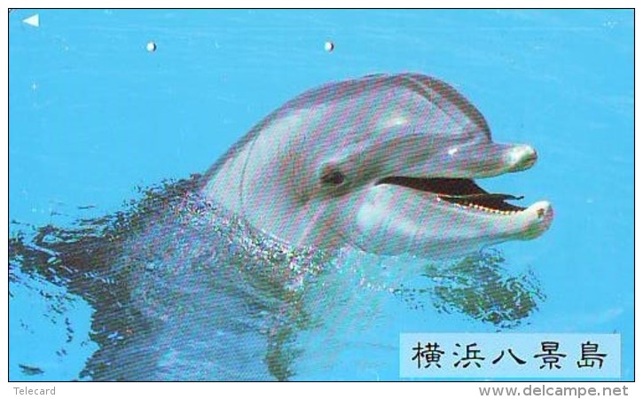 Télécarte Japon * DAUPHIN * DOLPHIN (804) Japan (110-155128) Phonecard * DELPHIN * GOLFINO * DOLFIJN * - Dolfijnen