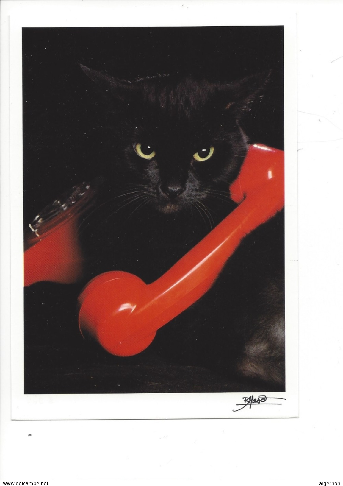 16920 -  Chat Noir Le Téléphone Rouge Par Bruno Maso  (format 10X 15) - Cats