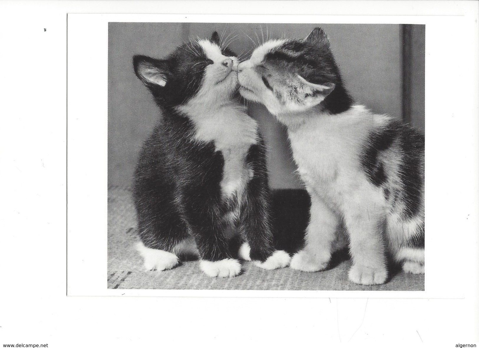 16926 -  Le Baiser Du Chat Kitten Kisses (format 10X 15) - Chats