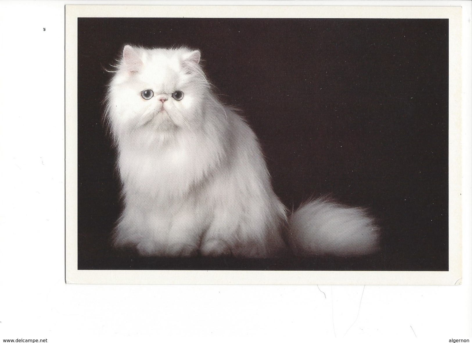 16928 - Chat Persan Geisha De La Charmeraie Photo Yann Arthus Bertrand (format 10X 15) - Chats