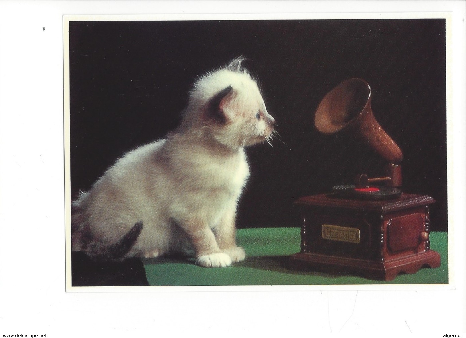 16933 - Chat Le Petit Musicien  Par Bernard Boisson (format 10X 15) - Chats