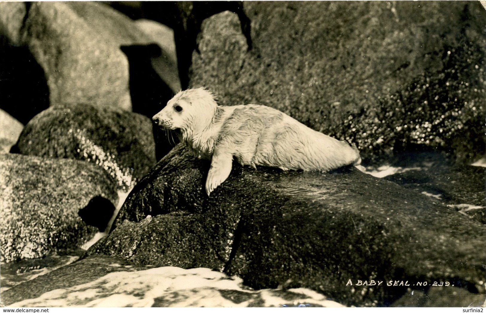 SCILLY ISLES -  A BABY SEAL RP - GIBSON 239 Sc49 - Scilly Isles