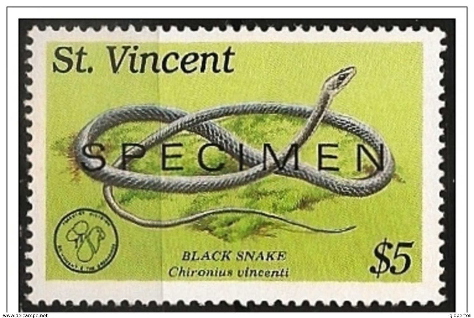 St. Vincent/Saint-Vincent: Specimen, Serpente Nero, Serpent Noir, Black Snake, (Chironius Vincenti) - Snakes