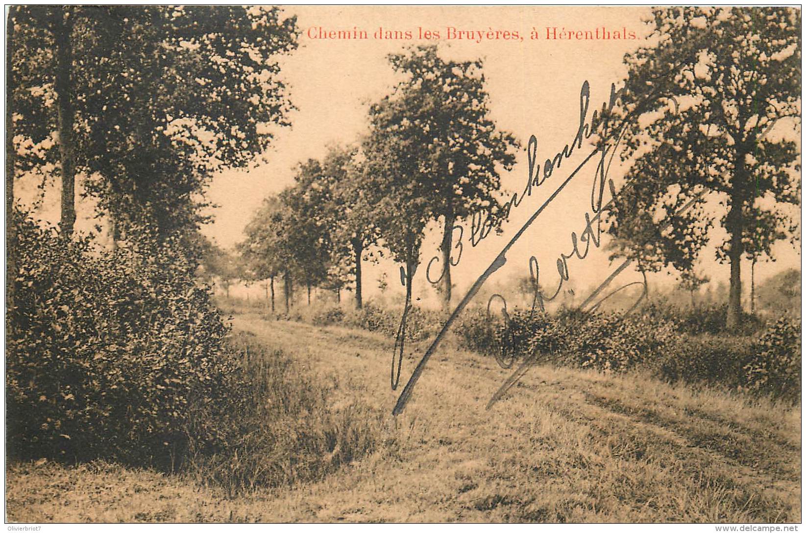 Herentals - Chemin Dans Les Bruyères - Herentals