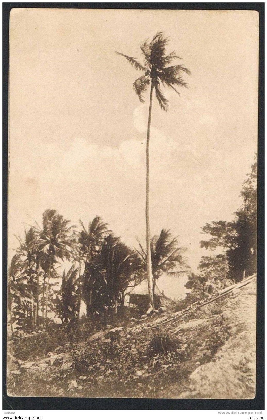 East Portuguese Timor - Um Coqueiro Altíssimo - Lautem ( 2 Scans) - Timor Oriental