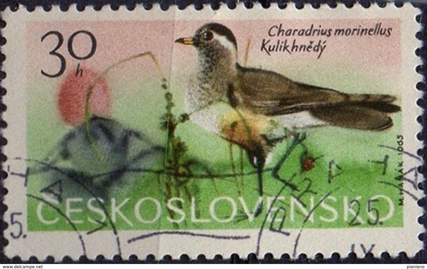 PIA - CECOSLOVACCHIA  - 1965 : Uccelli Di Montagna : Piviere  -  (Yv 1433 ) - Sperlingsvögel & Singvögel