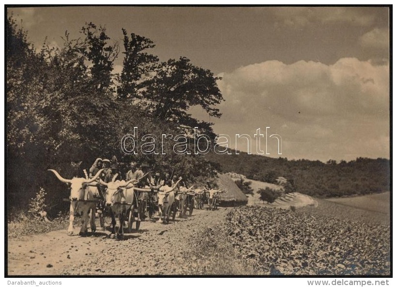 1936 Balogh Rudolf (1879-1944): &Ouml;kr&ouml;s Szekerek, Jelzetlen Fot&oacute;, 21x30 Cm - Otros & Sin Clasificación