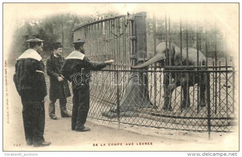 T2/T3 De La Coupe Aux Levres / French Navy Sailor In The Zoo, Elephant (EK) - Non Classificati