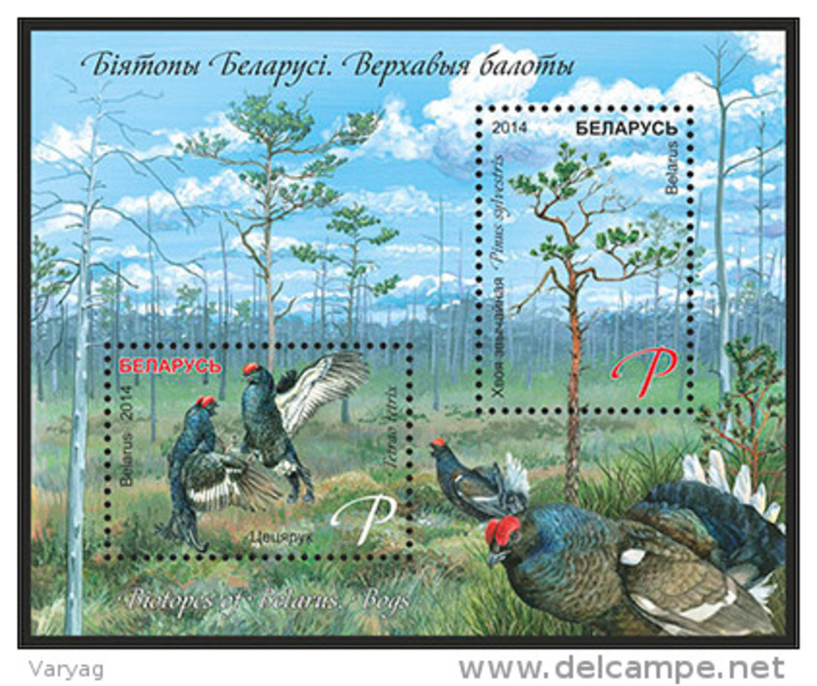 TH Belarus 2014 Bird Birds Swamps Biotopes Bogs Blackcock Bl. S/S MNH - Sonstige & Ohne Zuordnung
