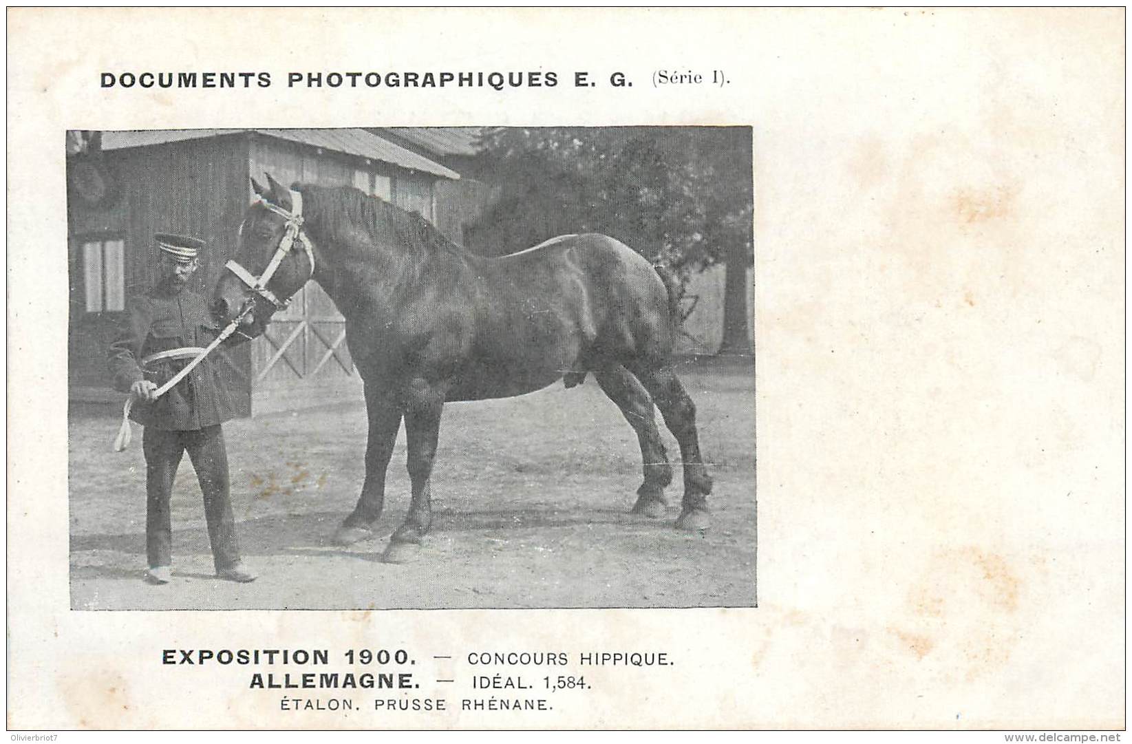 France - 75 - Paris Expo 1900 - Concours Hippique - Allemagne Idéal 1,584 - Etalon Prusse Rhénane - Ausstellungen