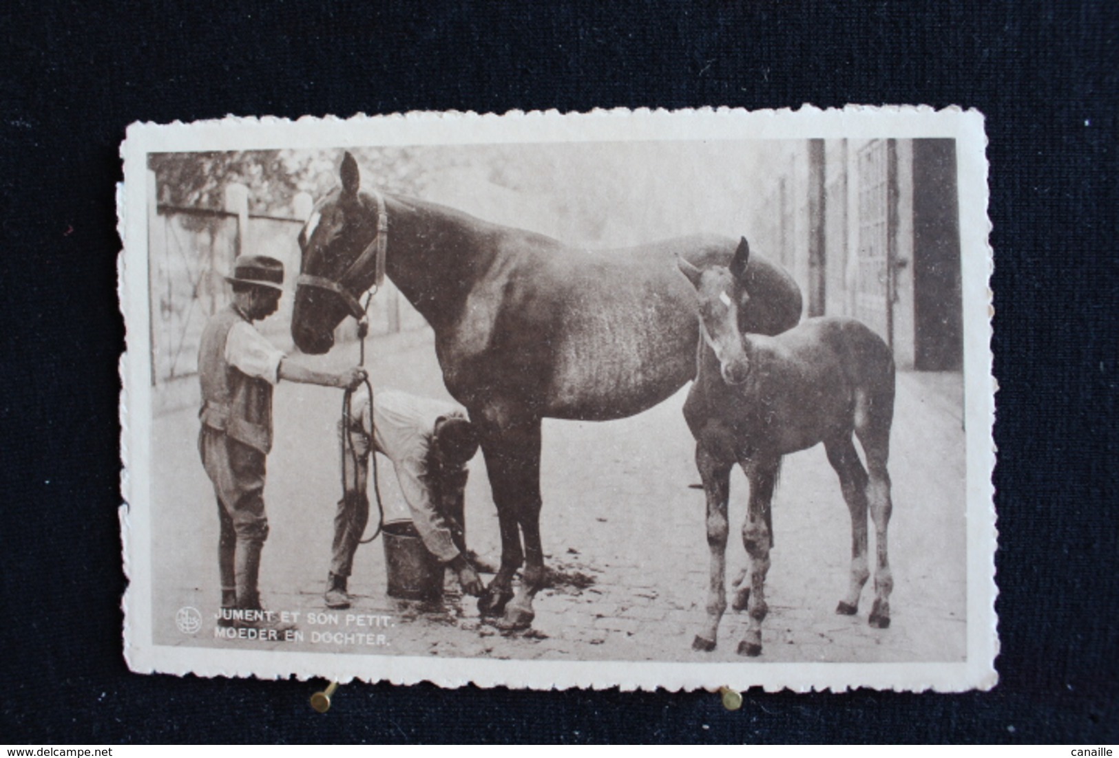 P 210 /  Chocolat - Martougin, Chevaux   -  Jument Et Son Petit, Circulé En . - Collections & Lots