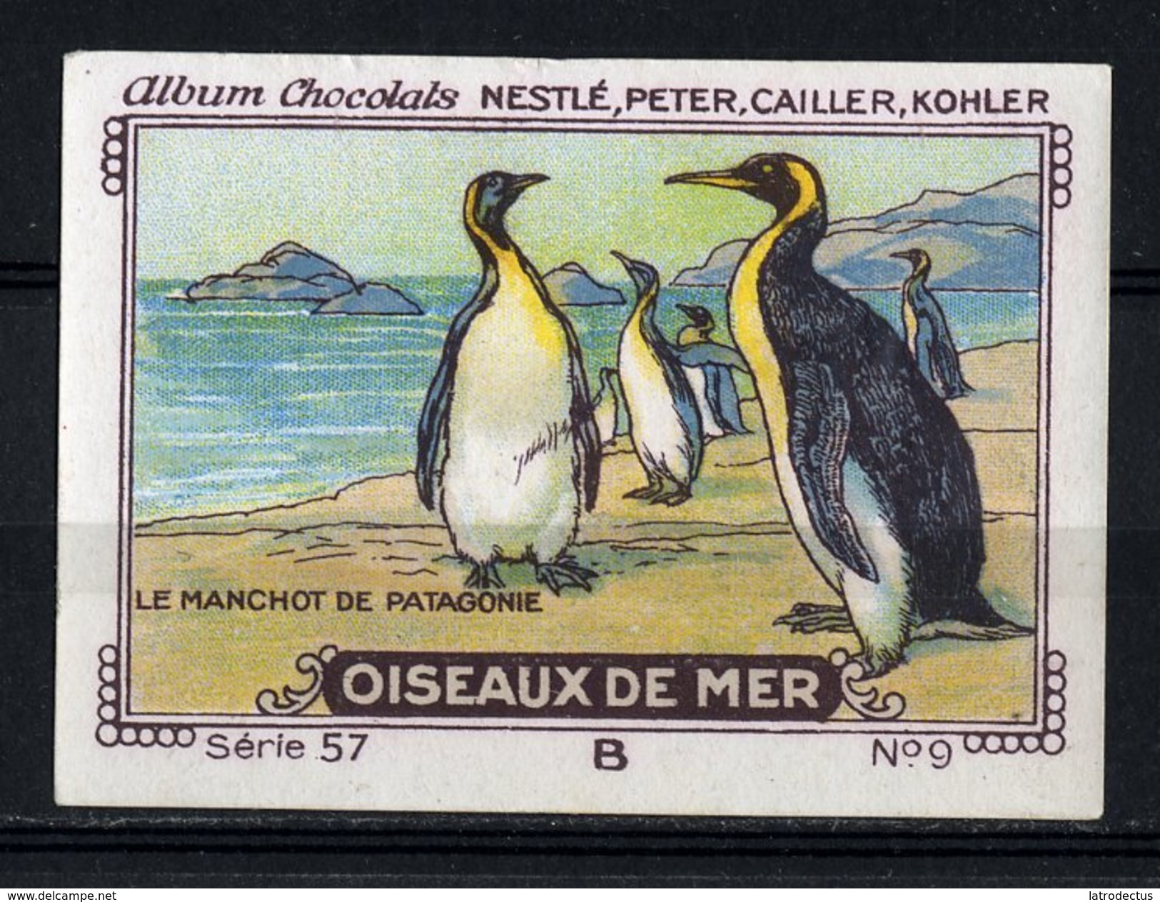 Nestlé - 57B - Oiseaux De Mer, Seabirds - 9 - Le Manchot De Patagonie, Penguin - Nestlé