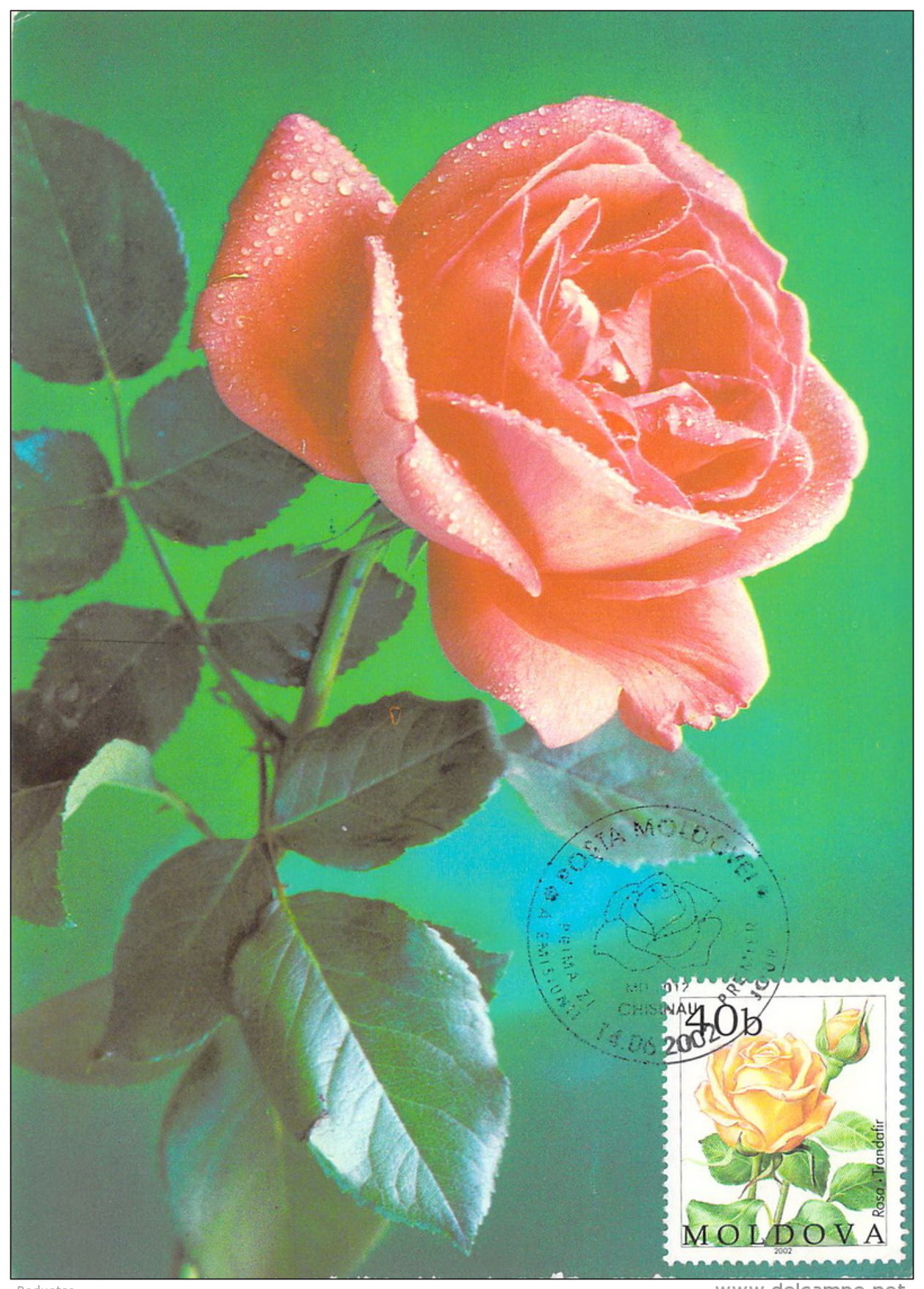 Moldova  2009  Rosa  Trandafir  Maximum Karte / Card - Rosen