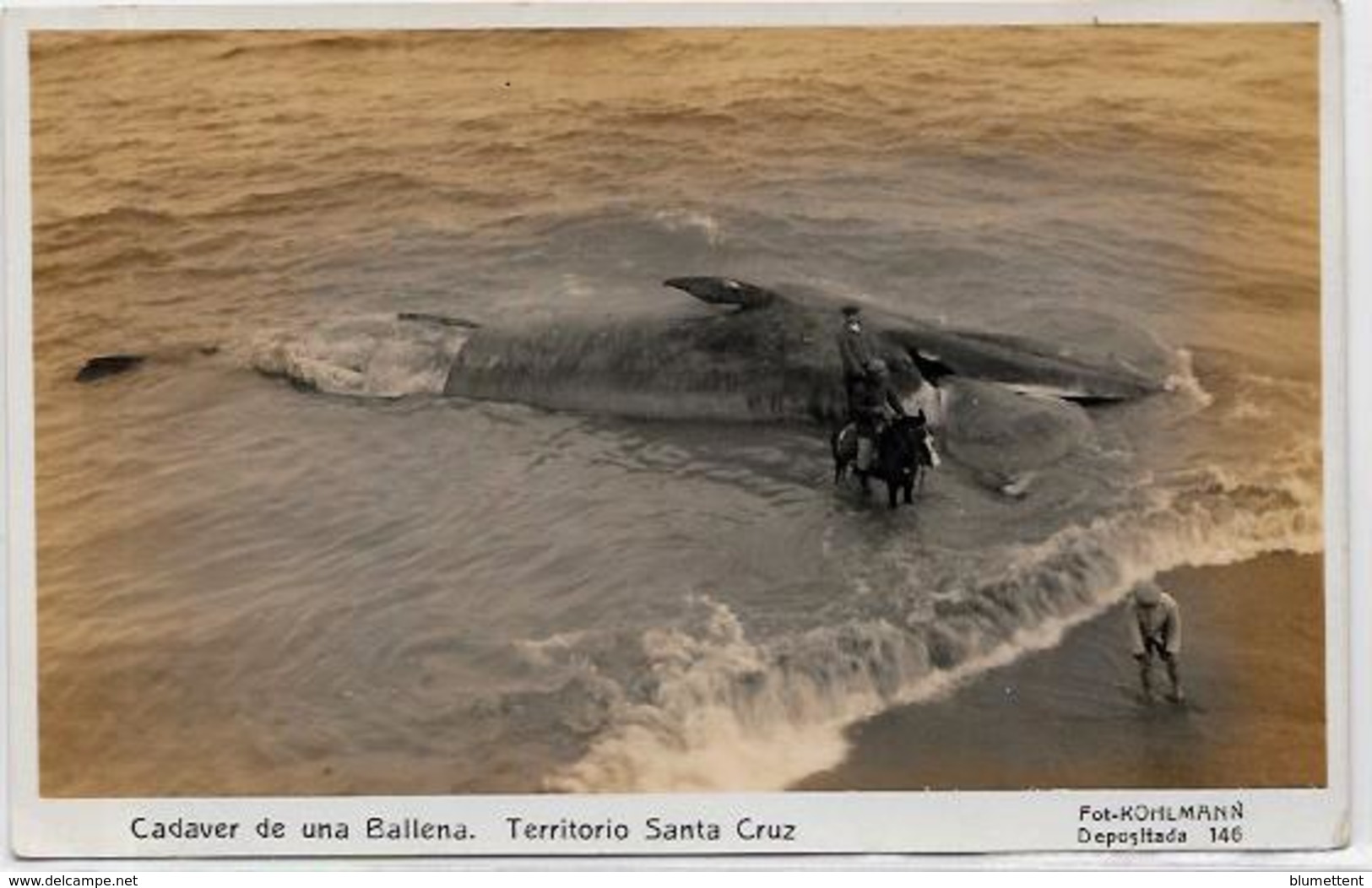 CPA Argentine Argentina Santa Cruz Baleine échouée Cadavre Ballena Non Circulé - Argentine