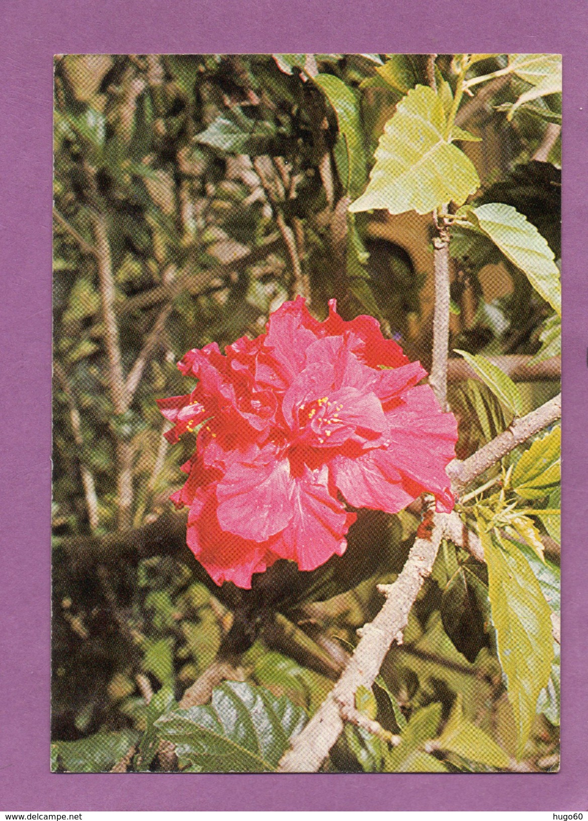 LA ROSE CAYENNE - Fleurs
