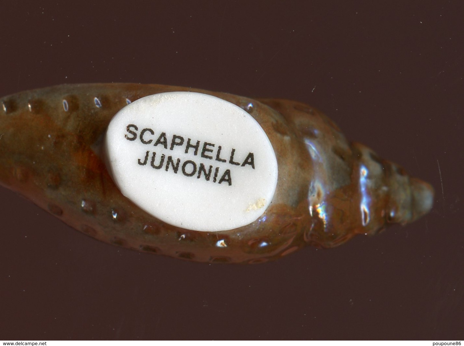 FEVE - FEVES -   "COQUILLAGES" - COQUILLAGE NACRÉ - SCAPHELLA JUNONIA - Otros & Sin Clasificación