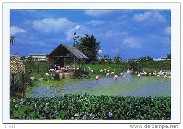 SINGAPORE - FLAMINGOES AT JURONG BING PARK - EDIT BY S.W. - 1970s  ( 1557 ) - Other & Unclassified