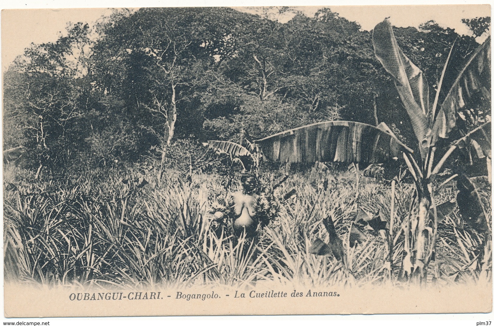 OUBANGUI CHARI - Bogangolo - La Cueillette Des Ananas - Central African Republic