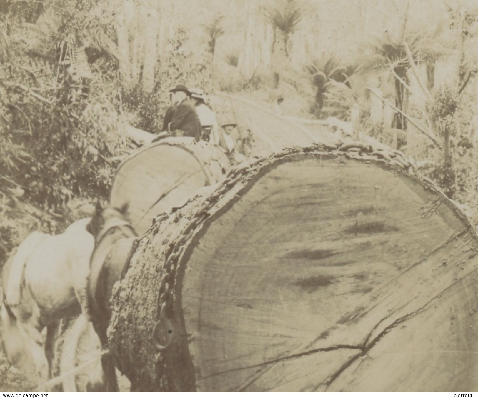 AUSTRALIE - TASMANIA - GEEVESTON HILLS - Tramway ( Carte Photo Postée à HOBART En 1907) - Hobart