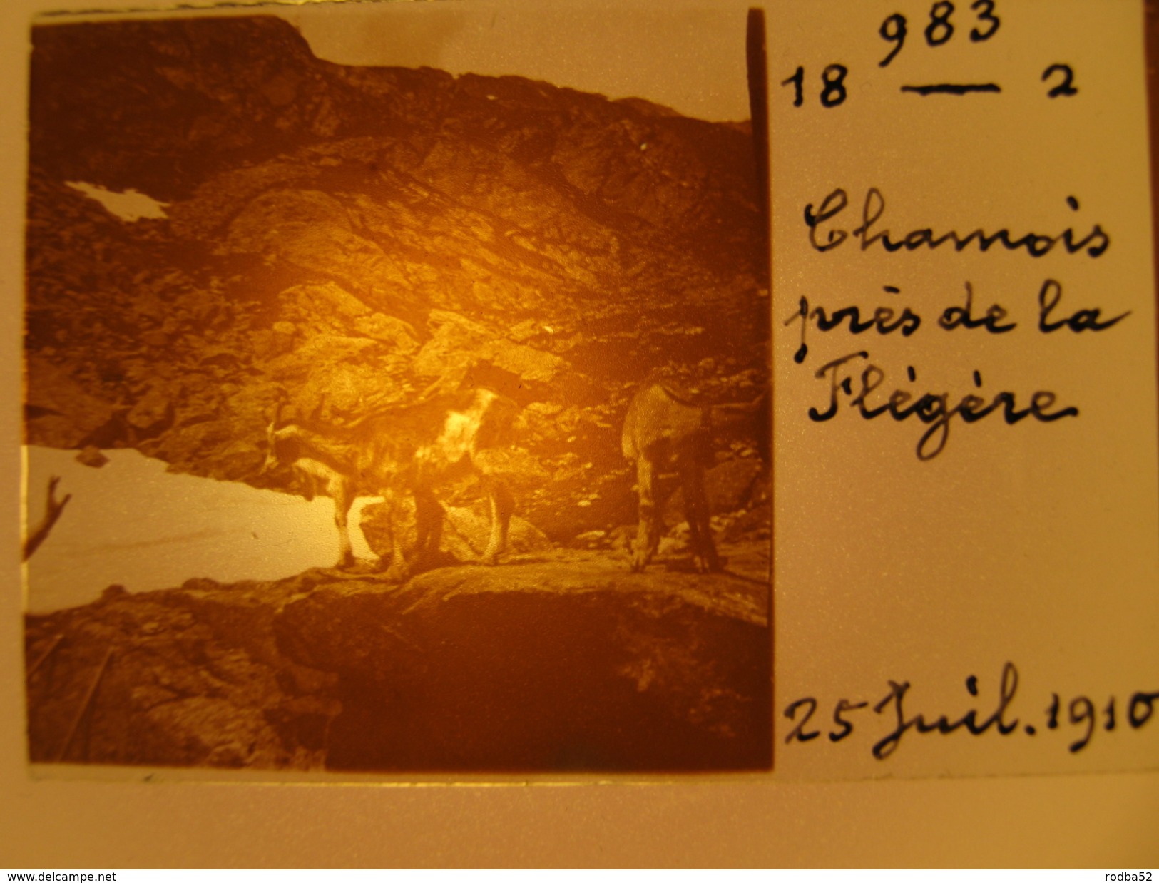 Photo Stéréoscopique - Chamois Près De La Flégère -  Mont Blanc - 1910 - Chamonix - Plaques De Verre