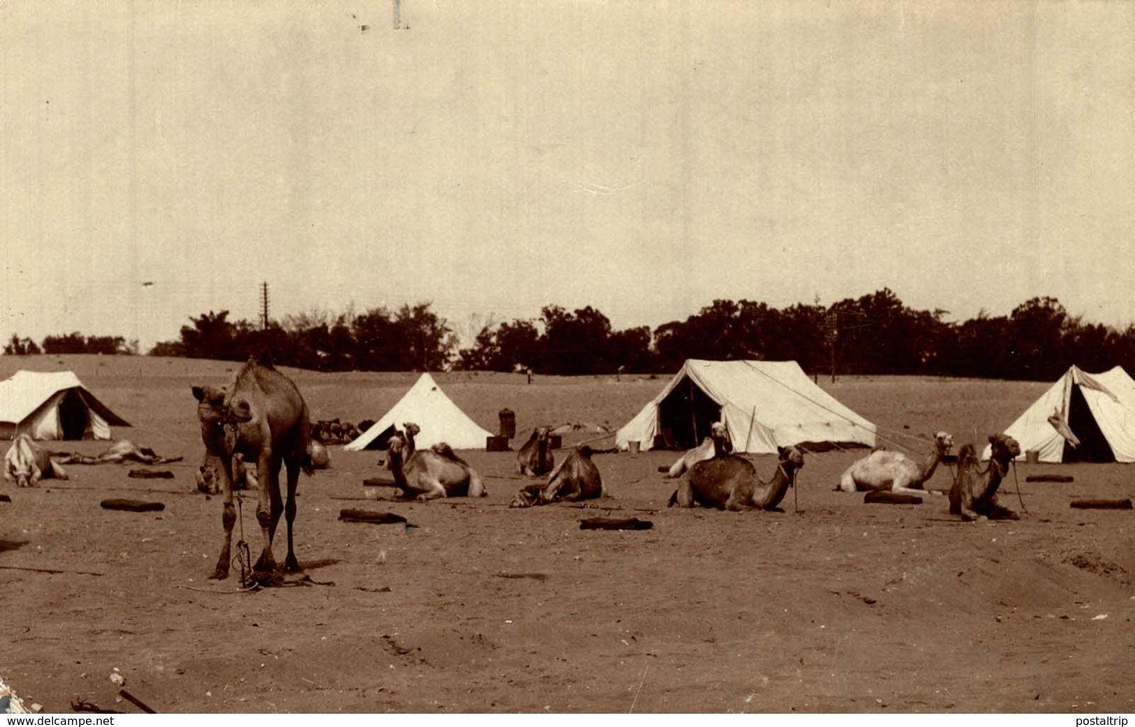 REAL PHOTO POSTCARD  CAMELS USED FOR TRANSPORT    INDIA - India