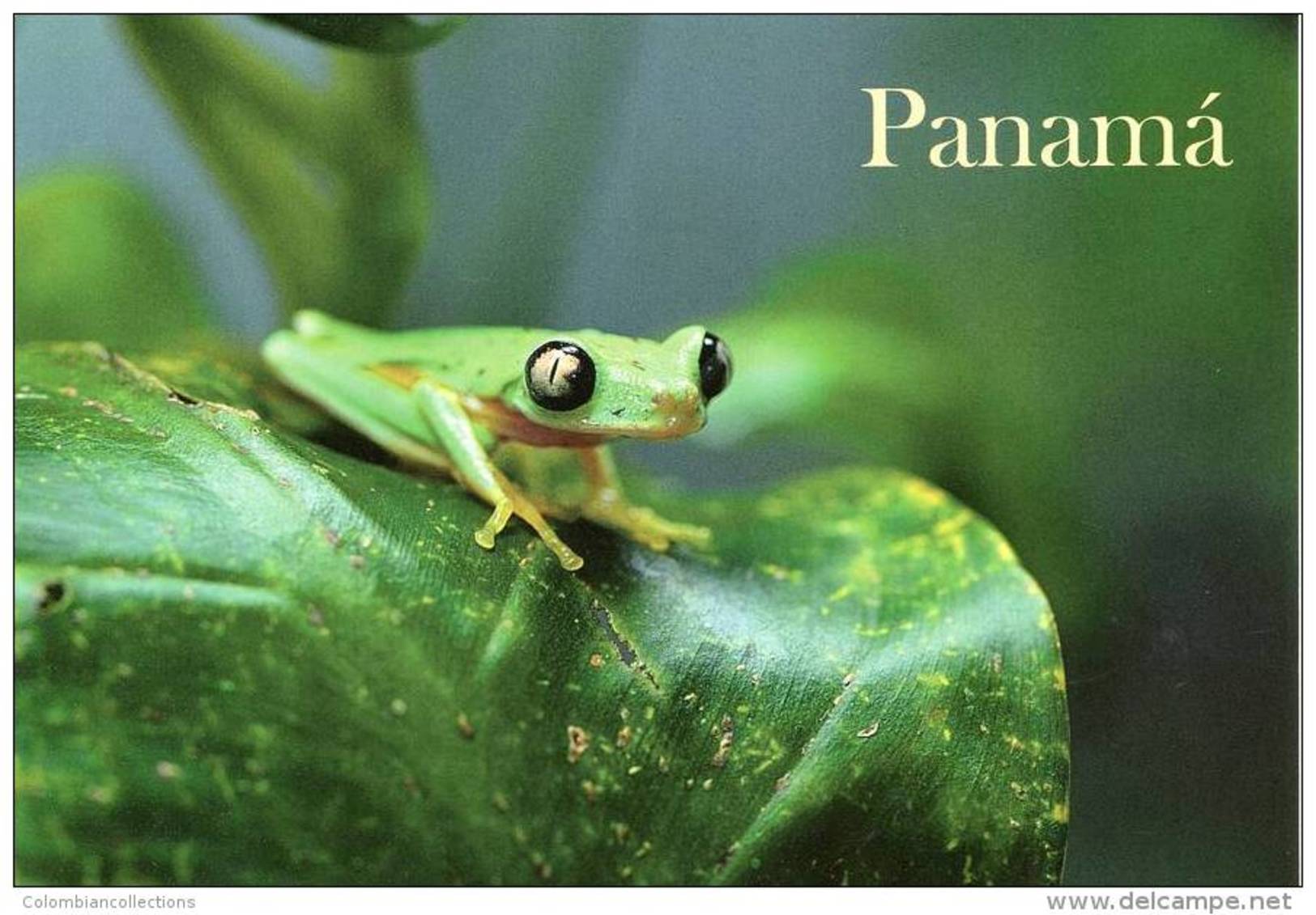 Lote PEP908, Panama, Postal, Postcard, Rana Arboricora, Frog - Panama