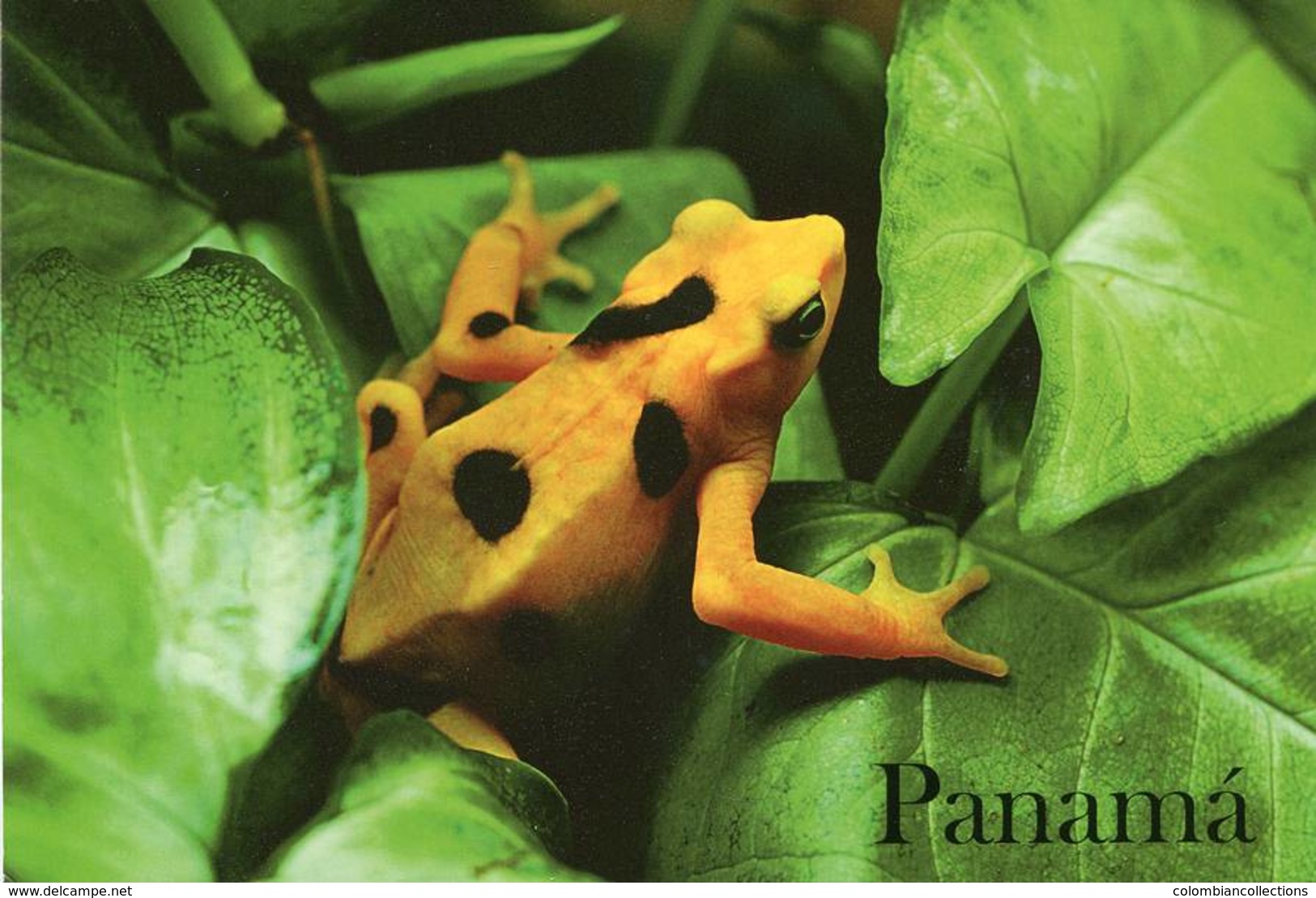 Lote PEP918b, Panama, Postal, Postcard, Rana Dorada, Golden Frog, Fauna - Panamá