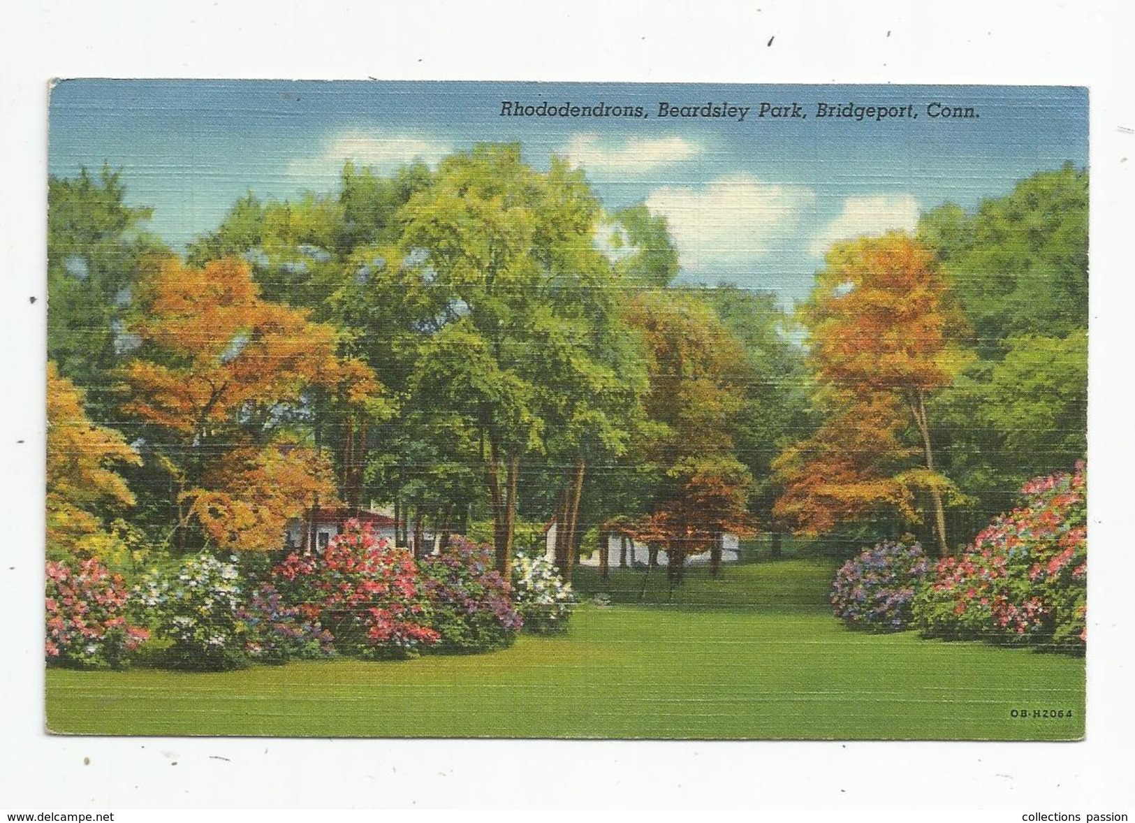 Cp , ETATS UNIS , BRIDGEPORT , Rhododendrons , Fleurs , Beardsley Park , écrite , Ed : Kleban & Sons - Autres & Non Classés