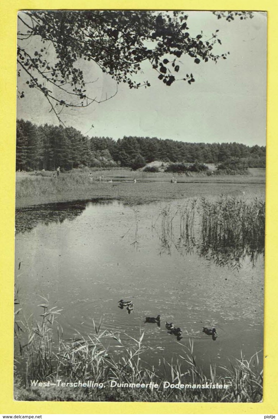 * West Terschelling (Waddeneilanden - Nederland) * (Van Leers, Nr 260) Duinmeertje Dodemanskisten, Duck, Eend, Canard - Terschelling