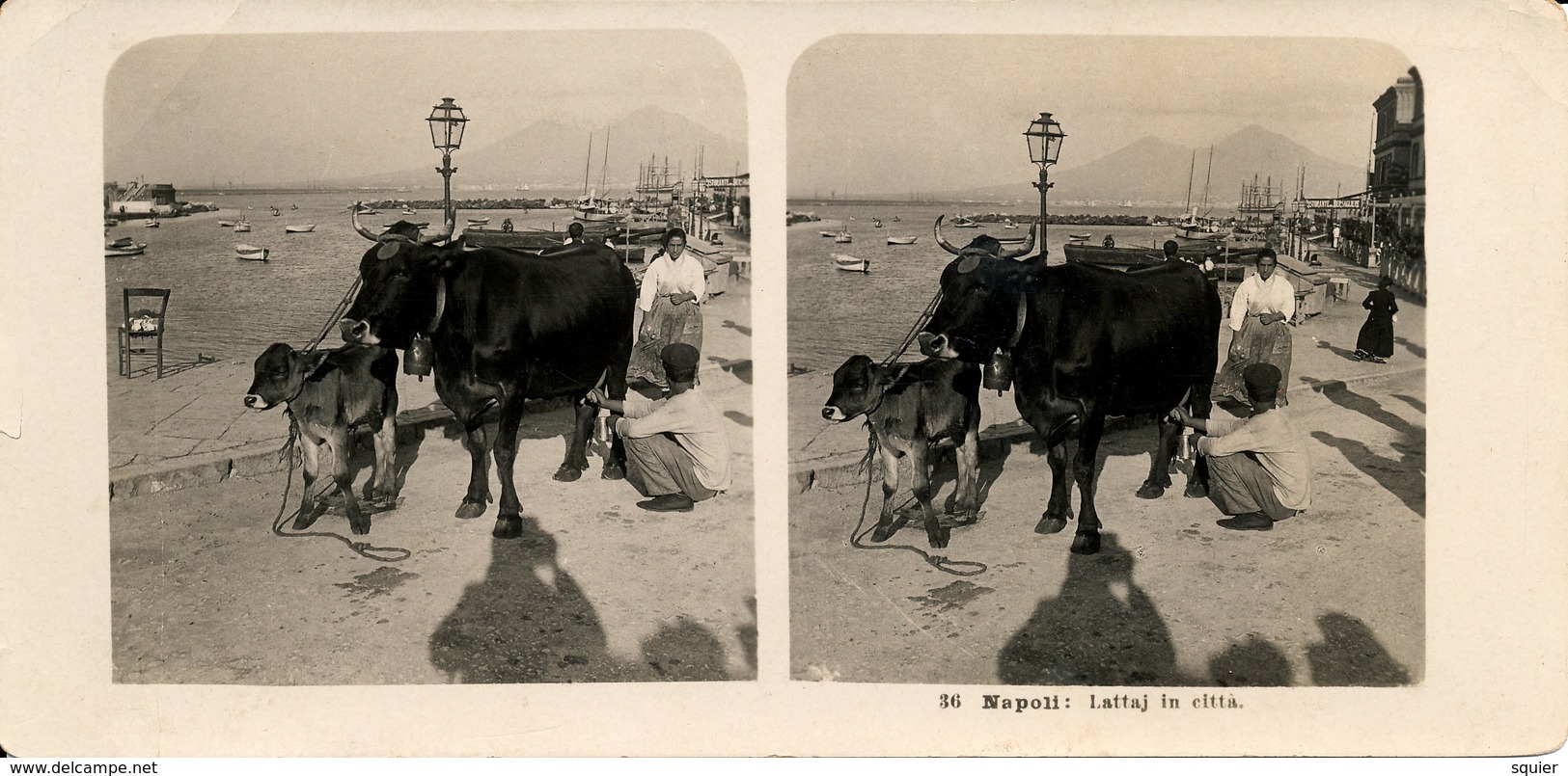 Napoli, Naples, Cows, Lattaj, Milking, Steglitz, Berlin - Stereoscopio