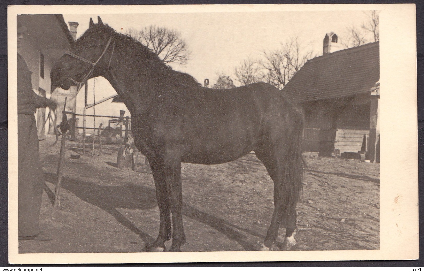 FAUNA , HORSES ,  OLD  POSTCARD - Pferde