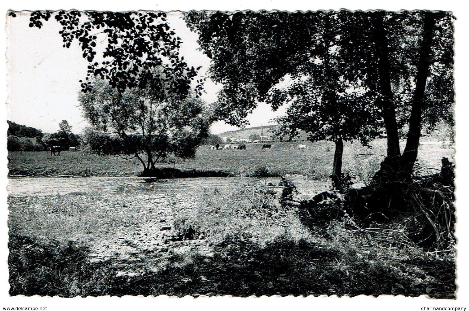 Treignes - Le Viroin - Vaches - Circulée En 1952 - Edit. Maison Paquet-Meerts, Treignes - 2 Scans - Viroinval