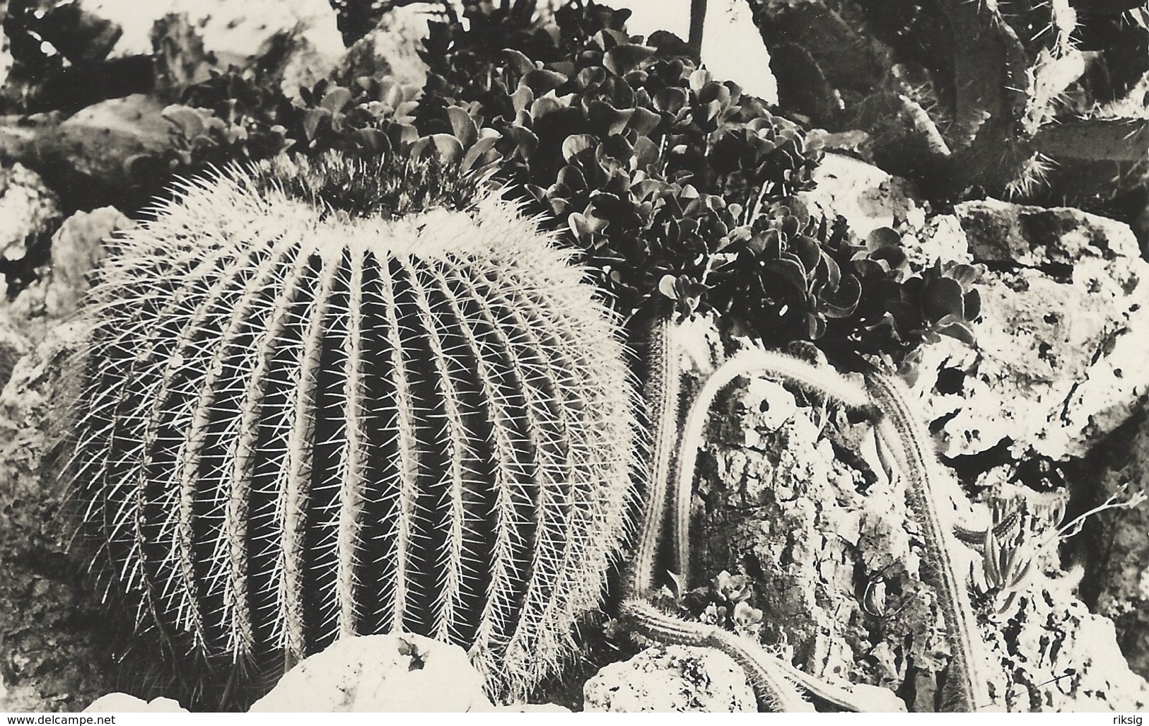 Jardin Exotique De Monaco  S-3489 - Cactus