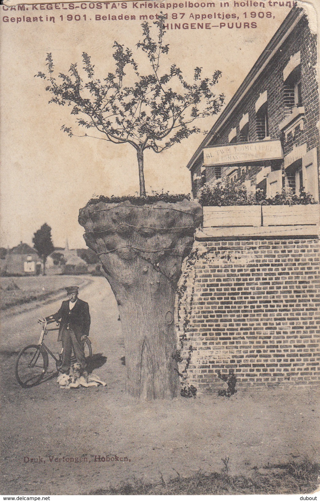 HINGENE - PUURS -Cam .Kegels-Costa's Kriekappelboom 1901 -ZELDZAAM -geschreven 1908  (Z145) - Bornem