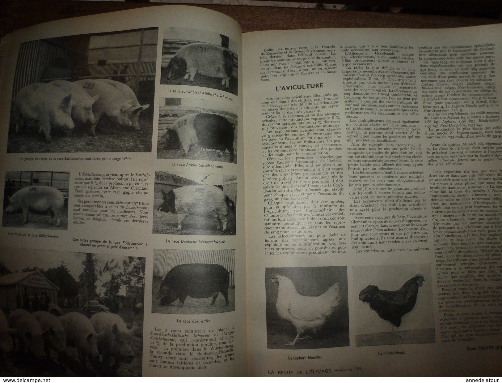 1956 LRDLE Elevage au MAROC; En Allemagne; Les lapins; Dindonneaux ; Aviculture; La gastronomie; etc