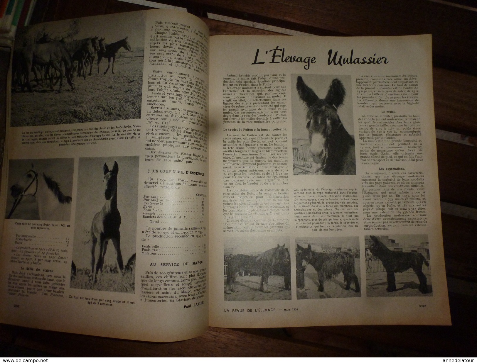 1956 LRDLE Elevage Au MAROC; En Hollande;Recalcifier La Terre;Pâturage ; Les Conseils; Etc - Animaux